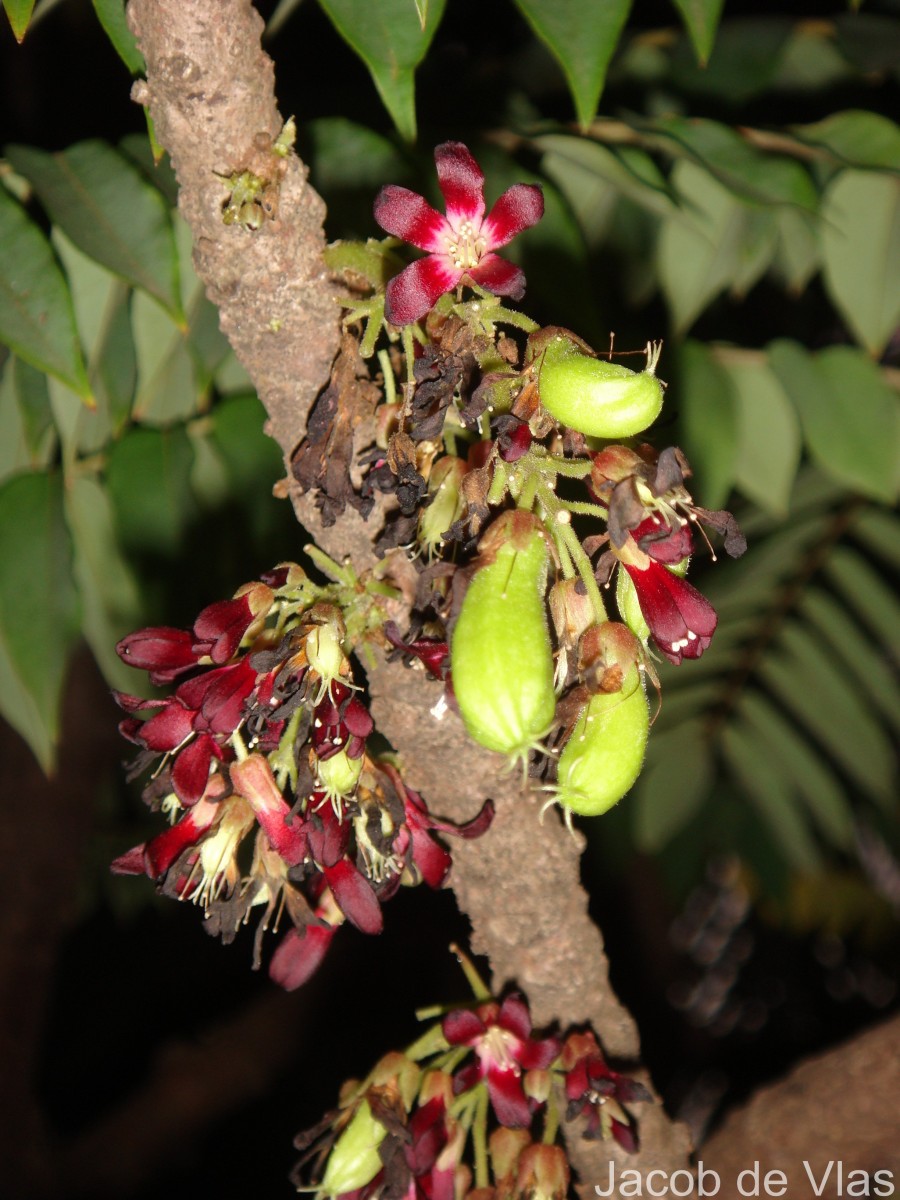 Averrhoa bilimbi L.